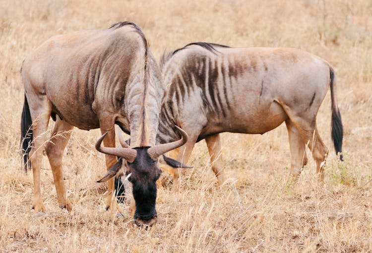 Wildebeests On Savanna