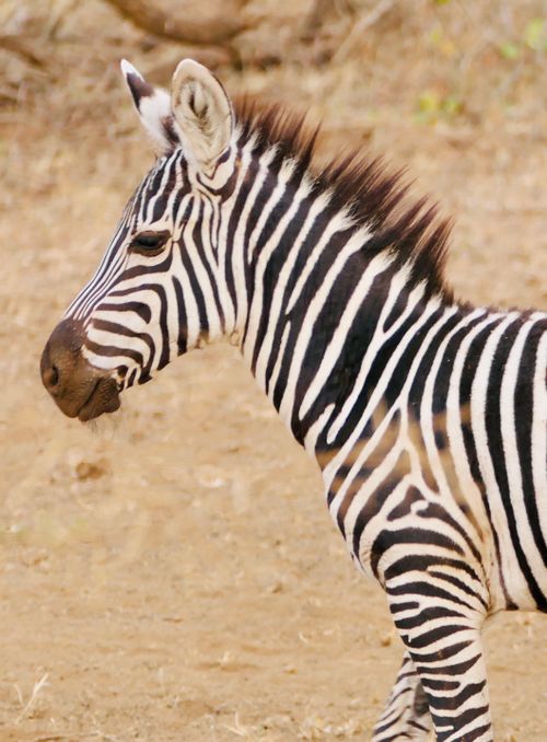 Free Close-up of a zebra standing on a sandy savannah terrain in Africa. Stock Photo