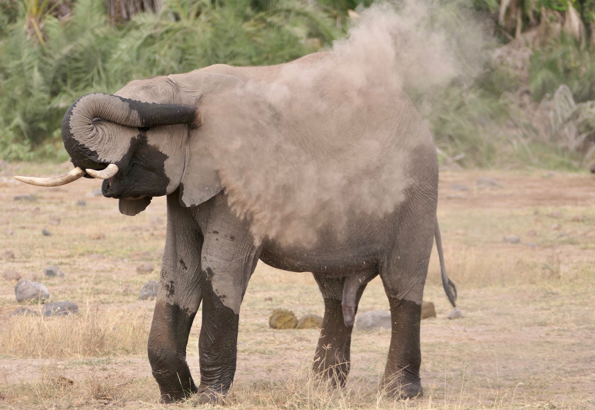 Majestic African elephant dust bathing in the wild savanna.