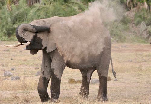 Free Majestic African elephant dust bathing in the wild savanna. Stock Photo