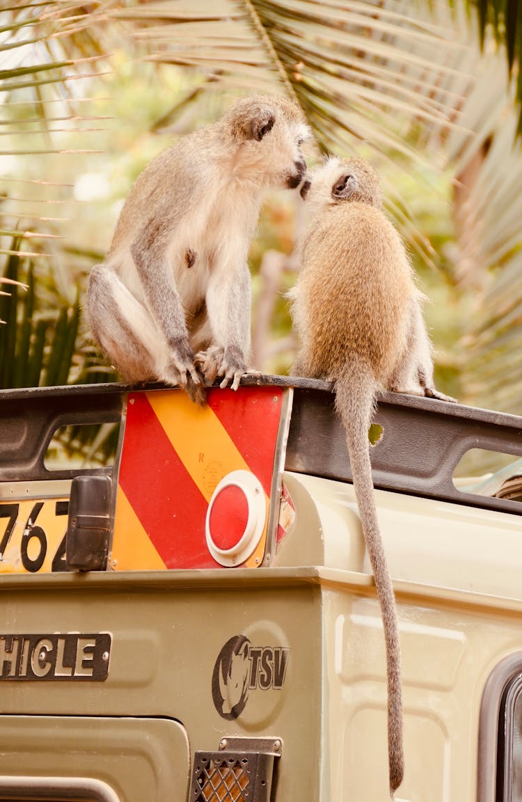 Monkeys On Car Roof