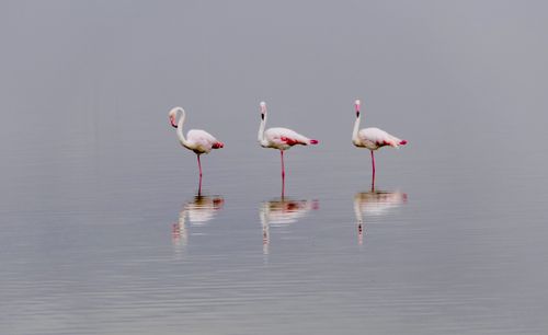 Free Three flamingos elegantly standing in calm reflective water. Captivating wildlife scene. Stock Photo