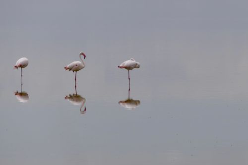 Free A serene image of flamingos standing on one leg in calm water, reflecting their graceful posture. Stock Photo