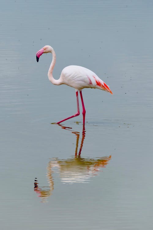 Flamingo in Water