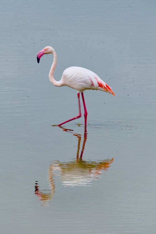 Free A graceful flamingo reflected in calm water, perfect for nature and wildlife themes Stock Photo