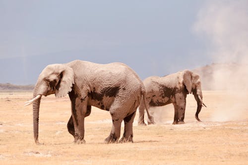 Gratis lagerfoto af baggrund, dyrefotografering, elefanter