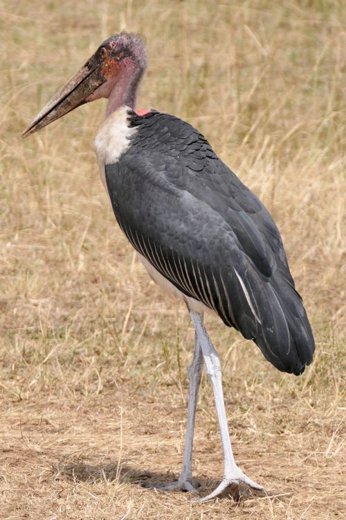 Free A marabou stork (Leptoptilos crumenifer) stands in a natural grassy habitat. Stock Photo