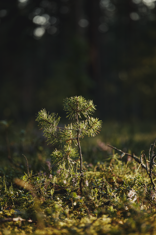 Free A small pine tree bathed in sunlight in a lush forest clearing. Stock Photo