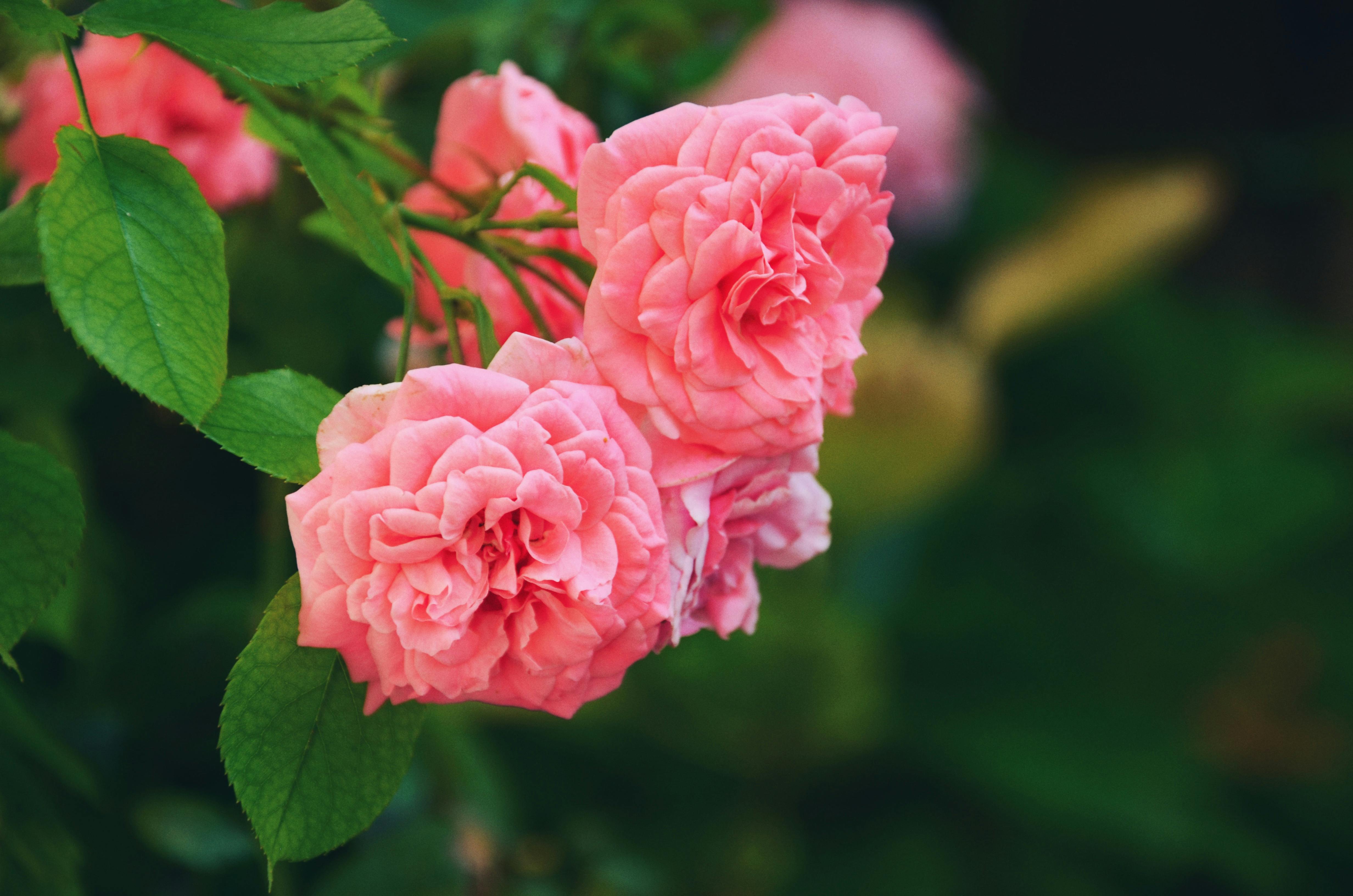 200 000+ Rose Plant Wallpapers banque d’images et photos libres de