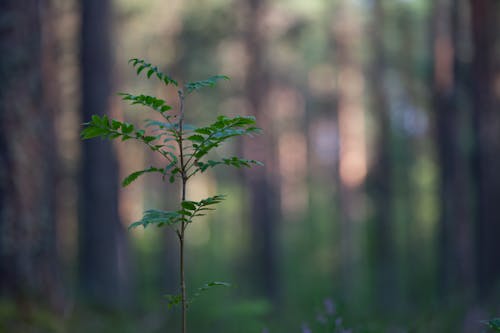 Green Plant in Forest