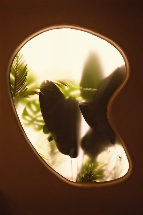 Darmowe zdjęcie z galerii z flora, kształt, liście