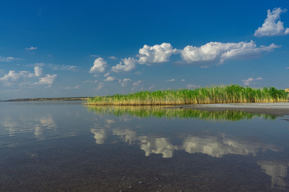 Lake Rushes Lake and Rushes · Free Stock Photo