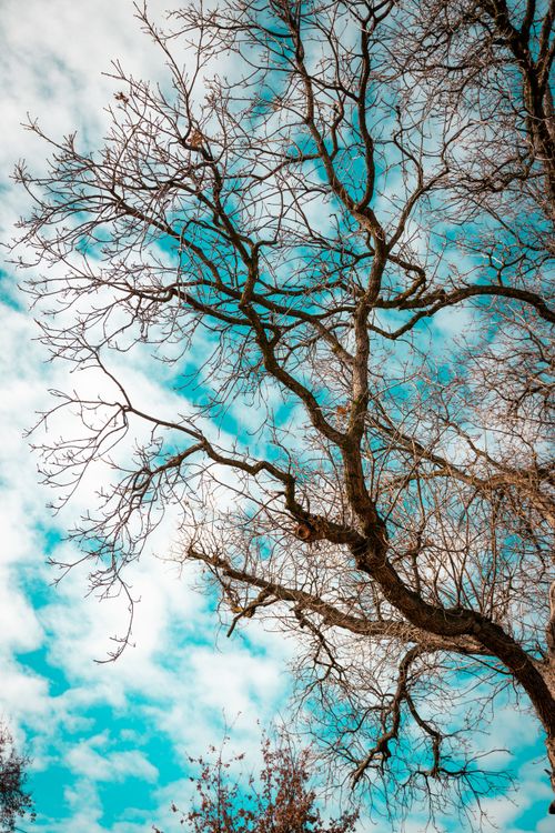 Free A striking leafless tree against a vivid blue sky, capturing the essence of autumn. Stock Photo