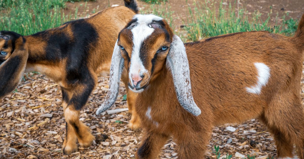 Rabies Alert: Baby Goats at NC Petting Zoo Test Positive