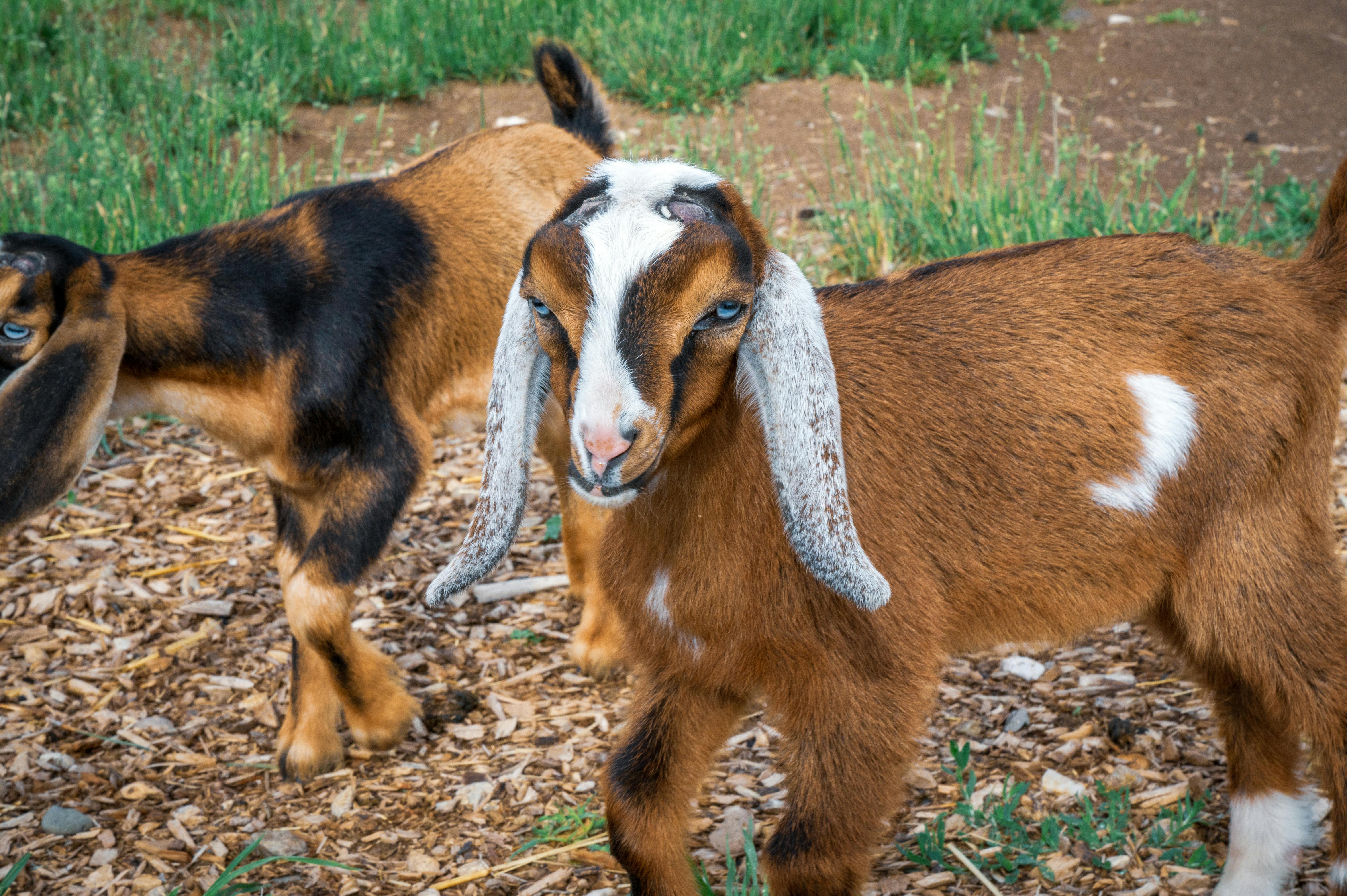 Close up of Baby Goats · Free Stock Photo