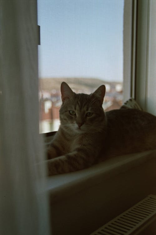 A Cat Lying on a Windowsill 