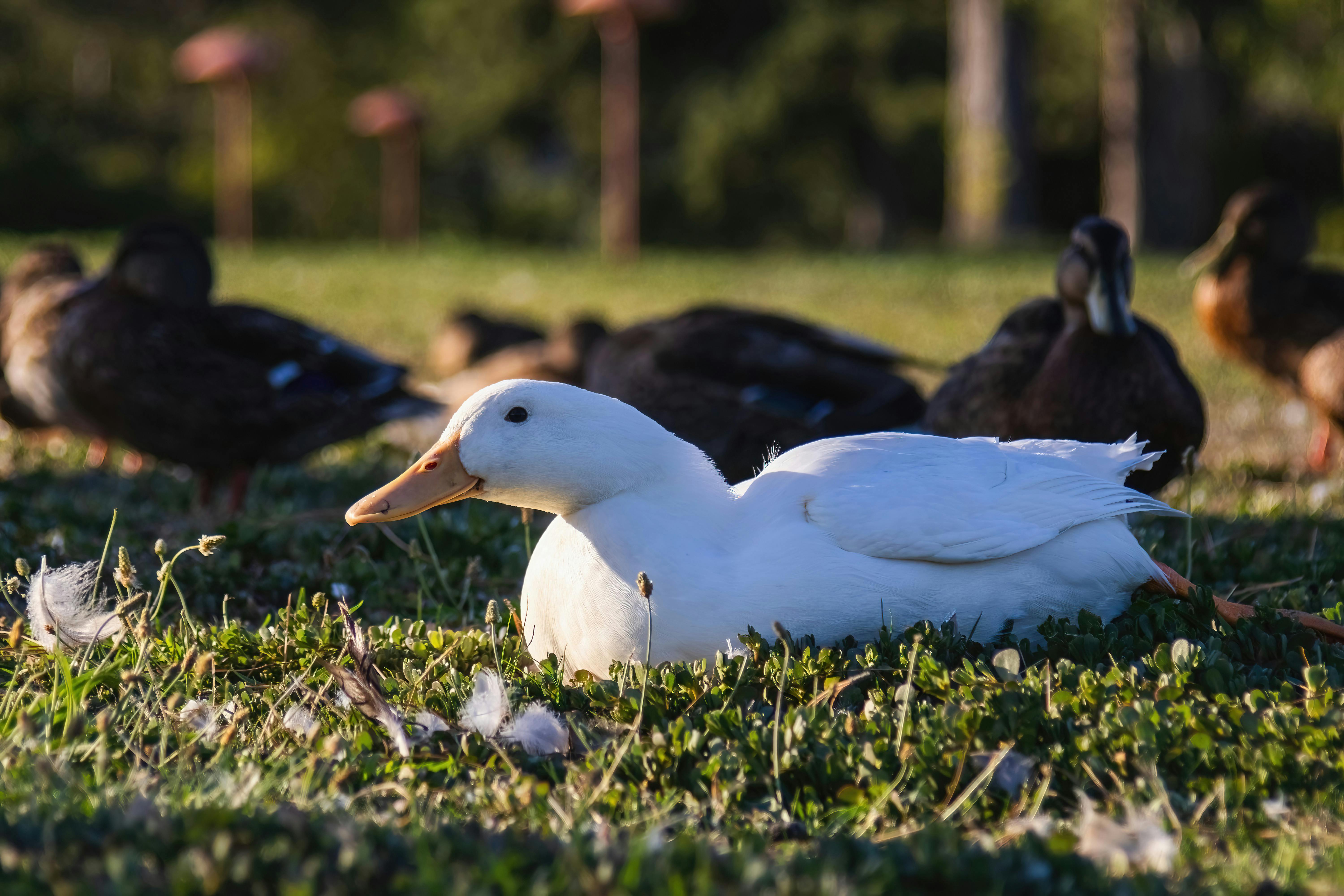 6 Ducks Song Photos, Download The BEST Free 6 Ducks Song Stock Photos ...