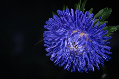 A blue flower with a dark background