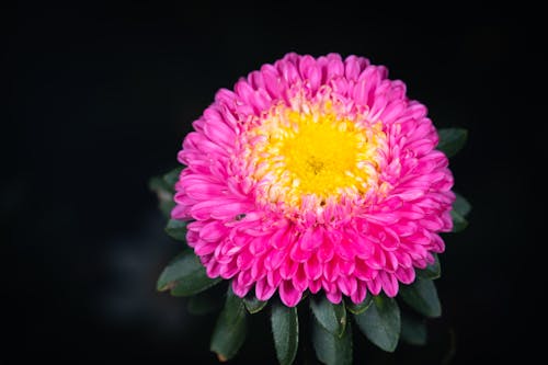 A pink flower with yellow center in the dark