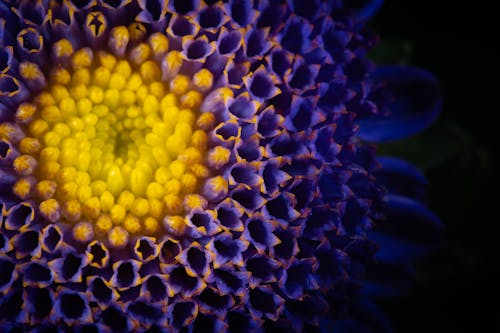 A close up of a purple flower with yellow centers