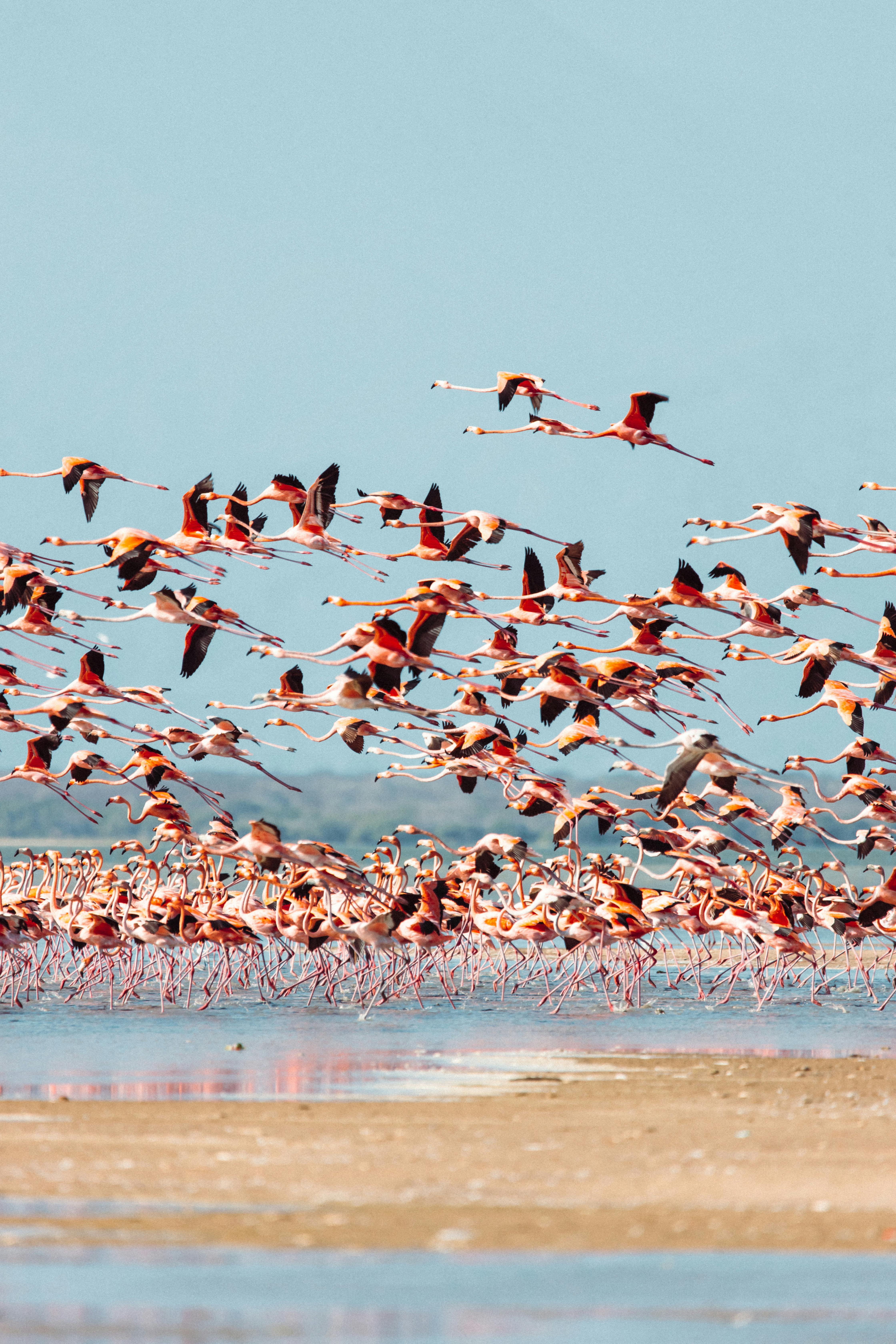A vibrant flock of flamingos soaring above Camarones beach in La Guajira, Colombia.