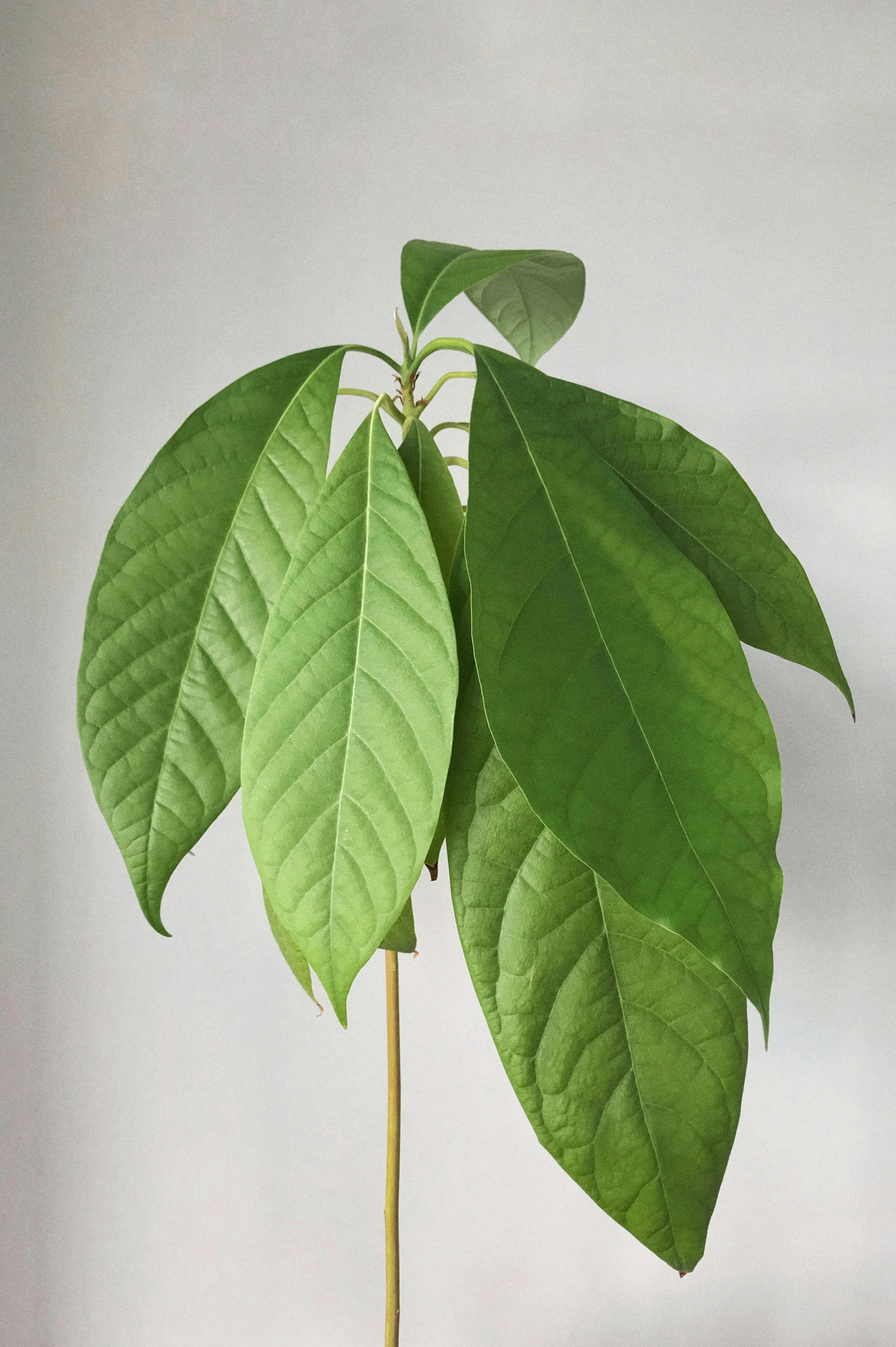 Green Handprints Photos, Download The BEST Free Green Handprints Stock ...