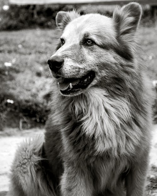 Picture of a Domestic Long-haired Dog 