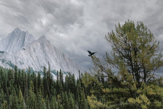 A breathtaking view of Banff's mountainous landscape with a bird soaring above lush forests.