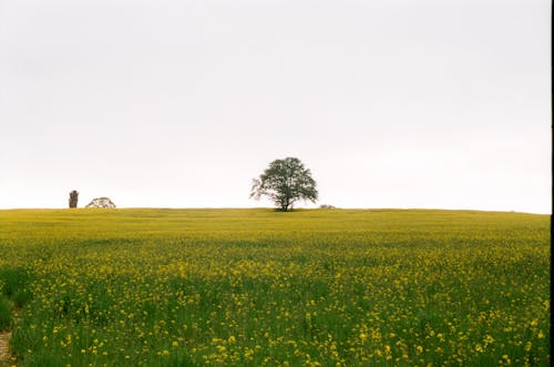 Бесплатное стоковое фото с луг, пейзаж, поле