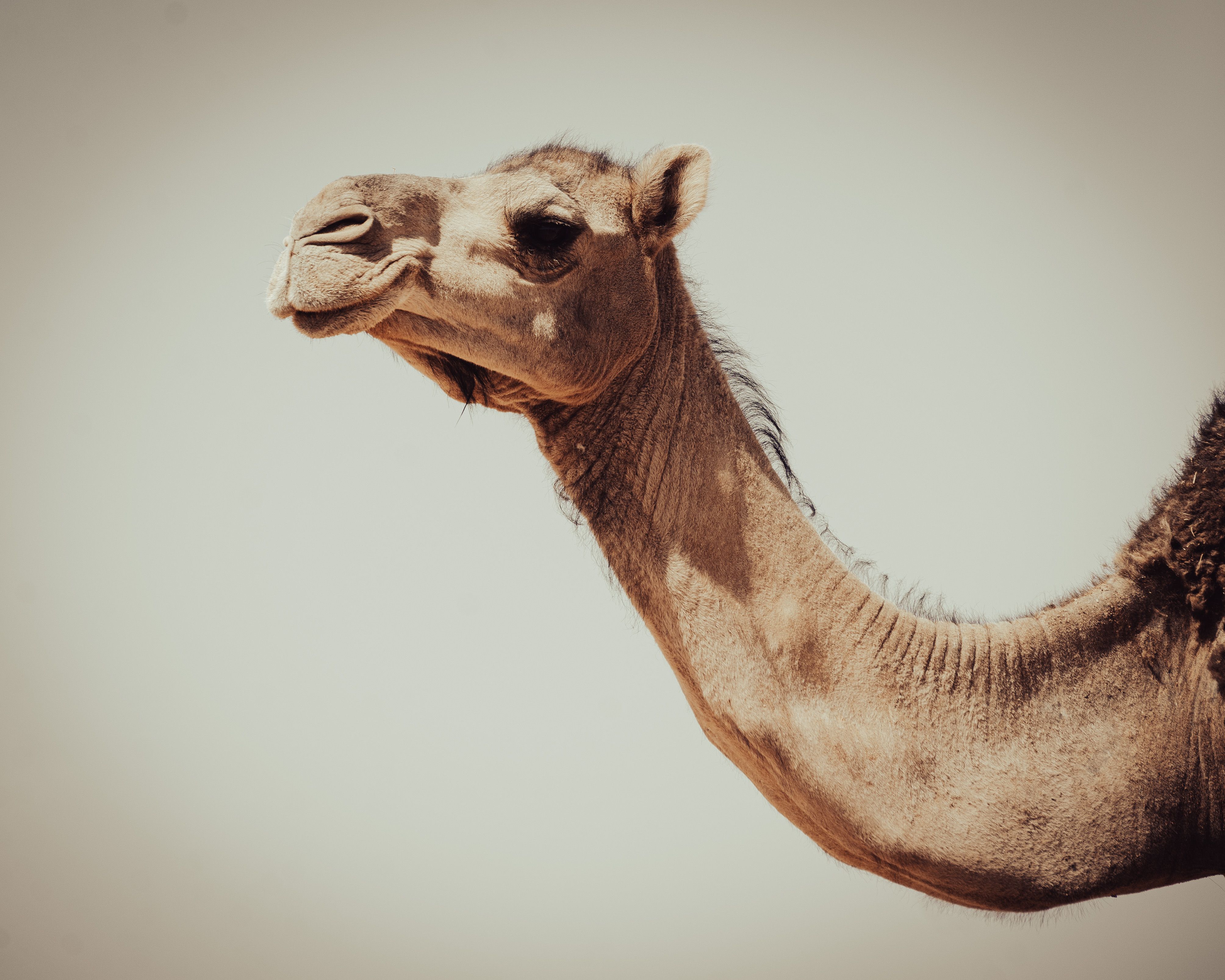 Portrait of Camel · Free Stock Photo