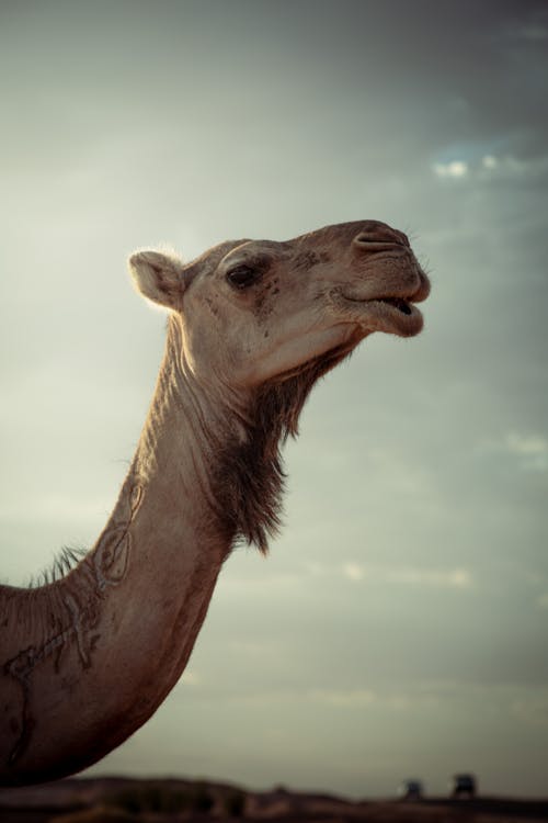 Photo of a Camel Standing against a Cloudy Sky 