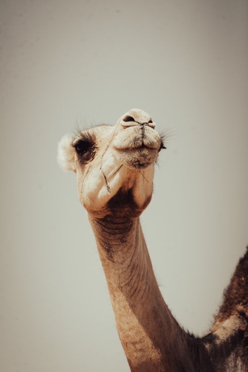 Free A beautiful close-up portrait of a camel in the Sahara Desert, highlighting its elegant features. Stock Photo