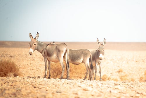 Twin donkeys in the sahara