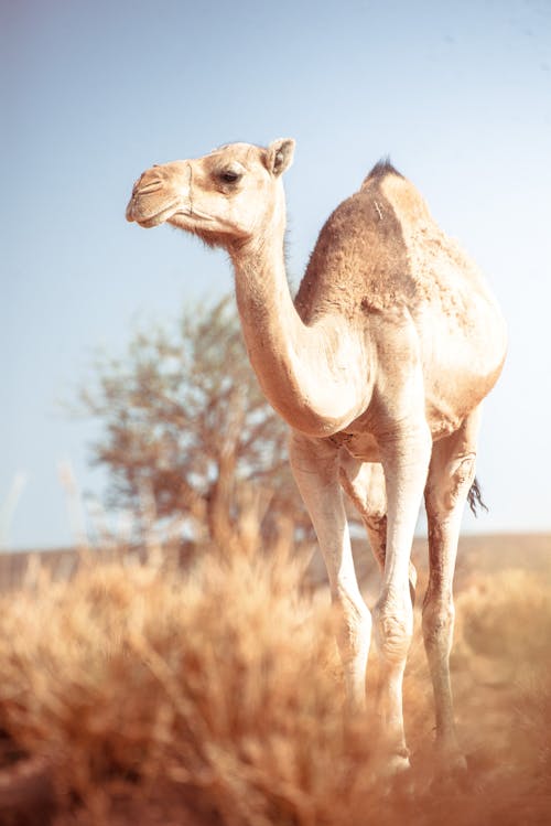Gratis lagerfoto af dyrefotografering, kamel, landdistrikt