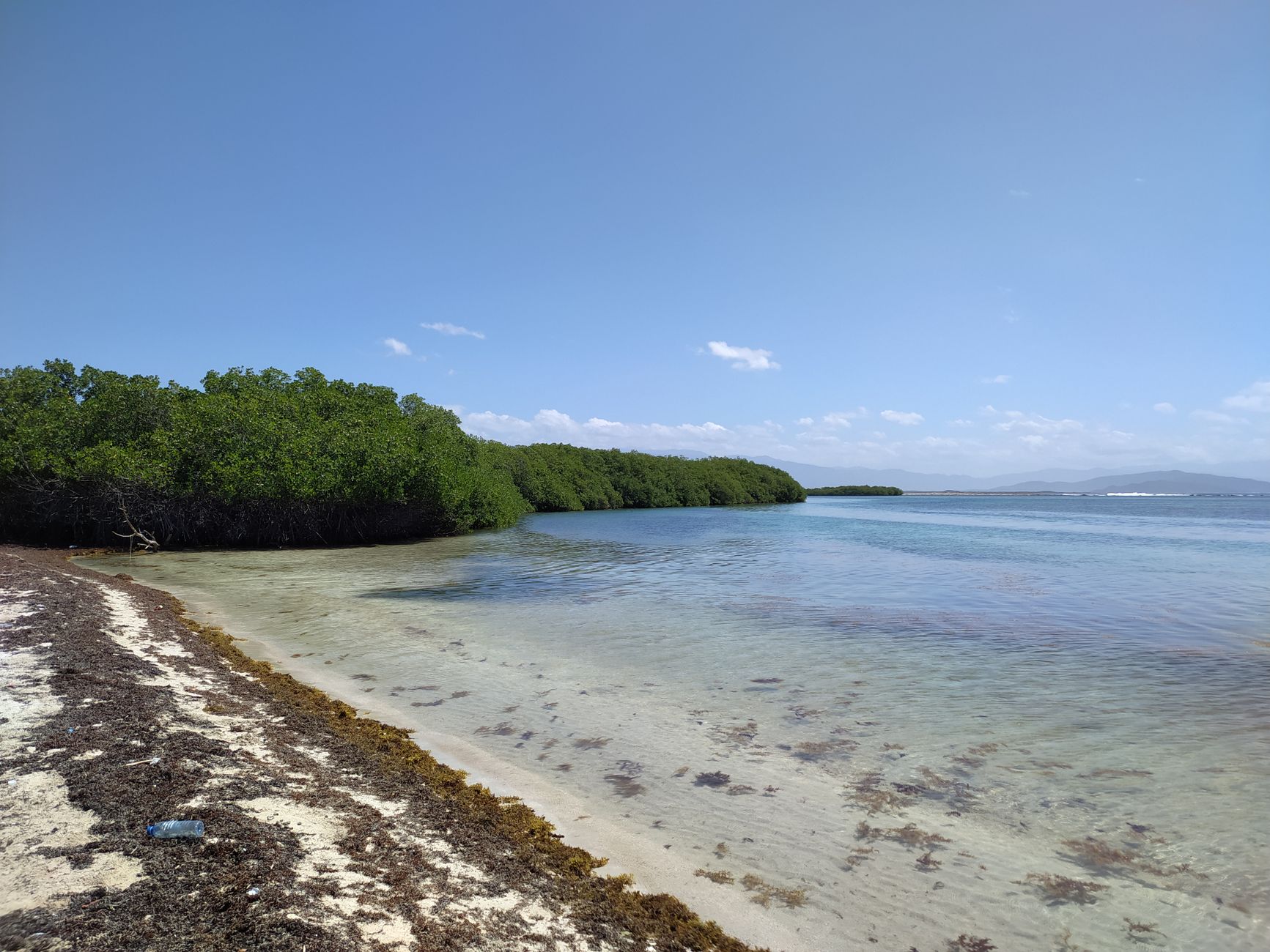 Seaweed Invades Coastlines from Caribbean to Mexico
