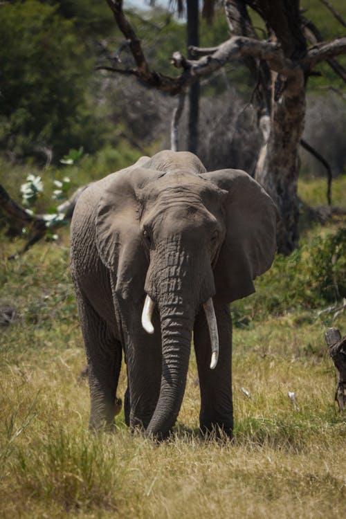 Gratis lagerfoto af dyrefotografering, elefant, græsarealer