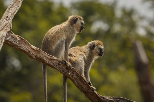 サル, セレクティブフォーカス, 動物の写真の無料の写真素材