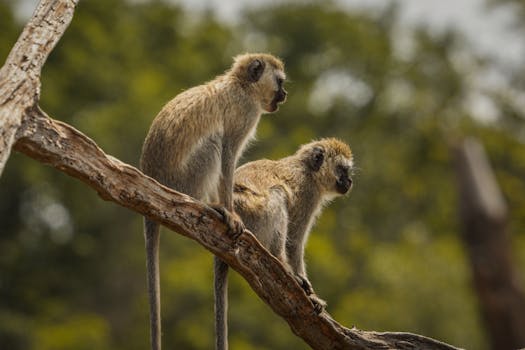 Two vervet monkeys sitting on a tree branch in the wild, Manyara, Tanzania.