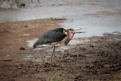 Gratis stockfoto met blubber, dierenfotografie, grit