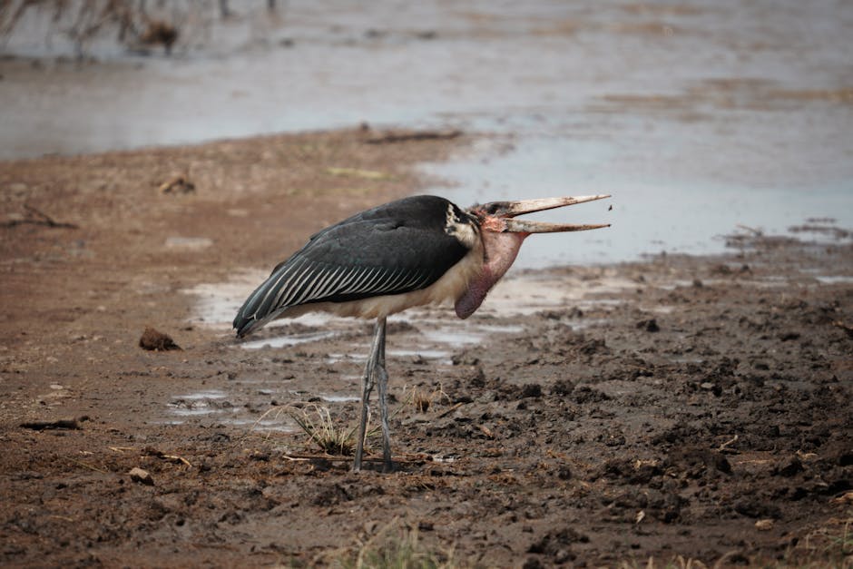 Lake Manyara, Tanzania - travel photo
