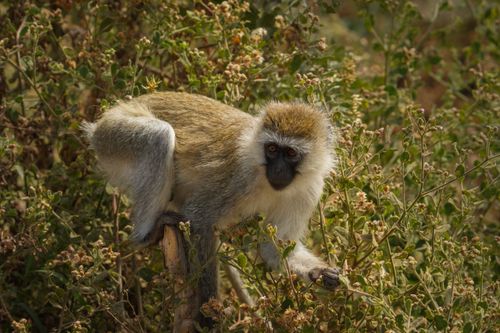 Free A vervet monkey perched in the wild vegetation of Tanzanian forest. Stock Photo