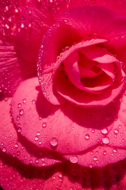 Close-up of a pink rose with dewdrops, showcasing natural beauty and freshness.