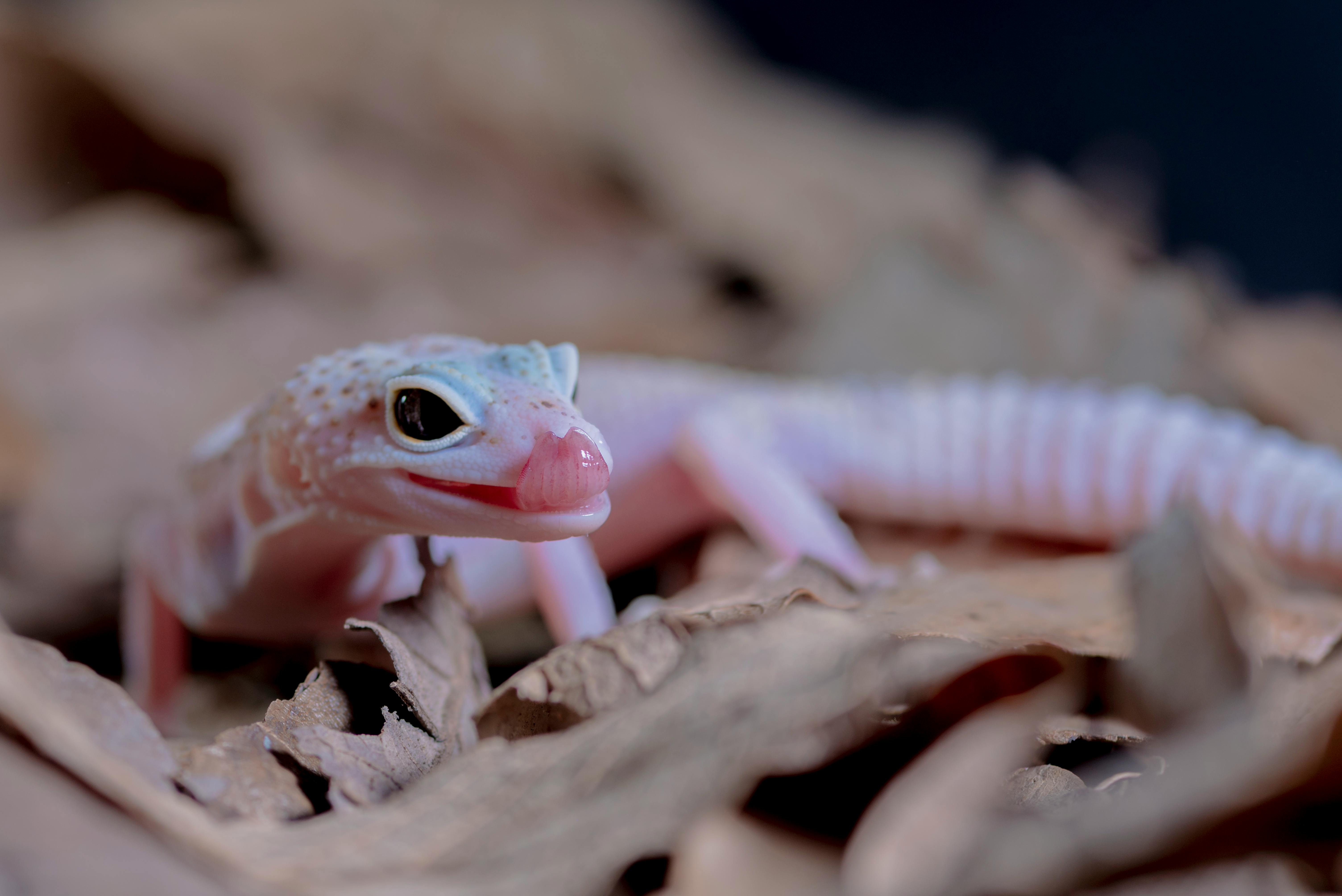 Shadows of the Secret Gecko: Unveiling Arabia's Hidden Predator - Visual 1