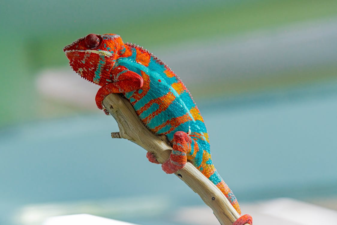 colorful chameleon lizard