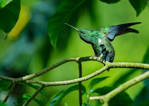 Free Tropical Bird on a Branch Stock Photo