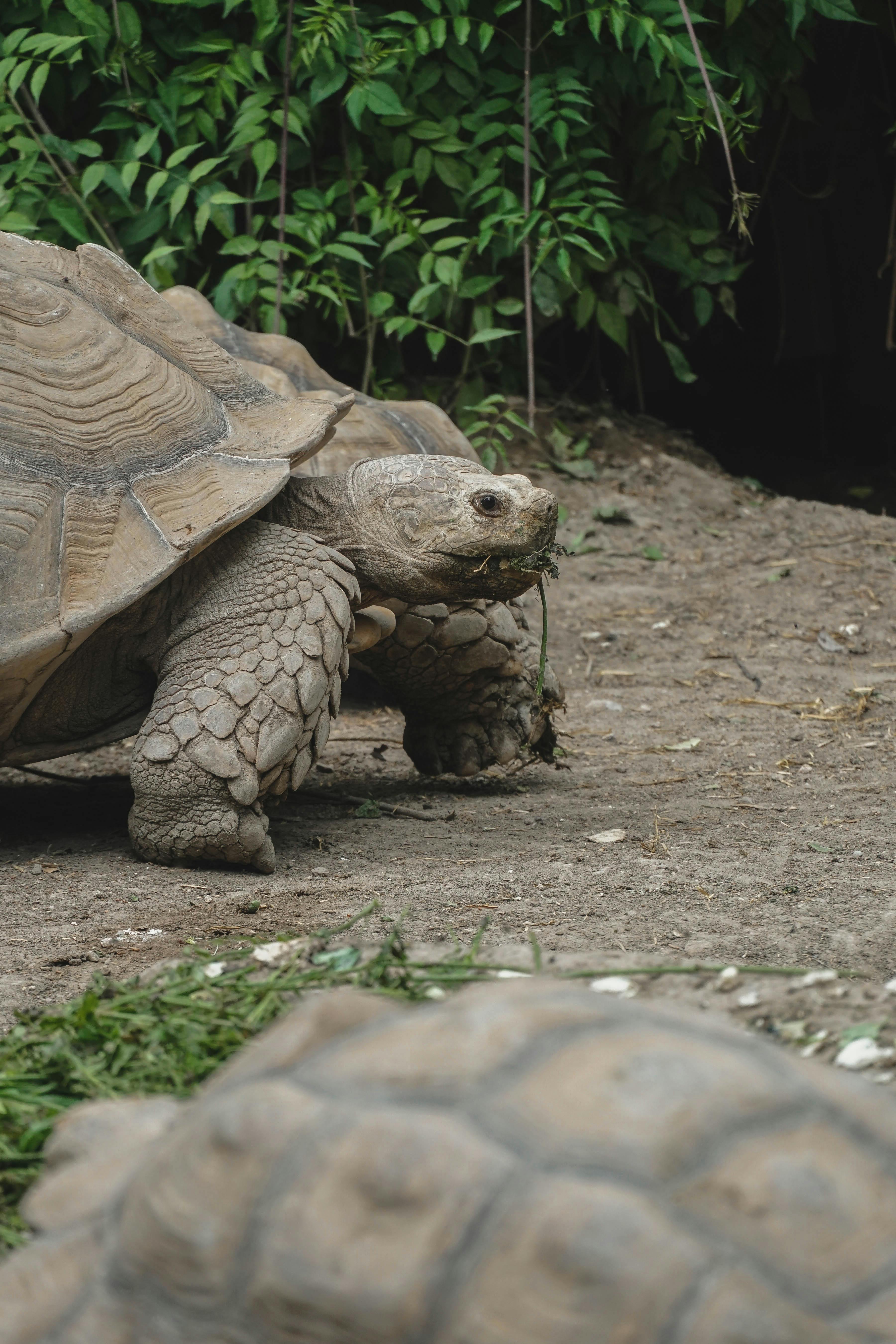 Galápagos Tortoise Photos, Download The BEST Free Galápagos Tortoise ...