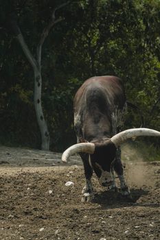 An Ankole-Watusi bull with large horns kicking up dust in a natural field setting.