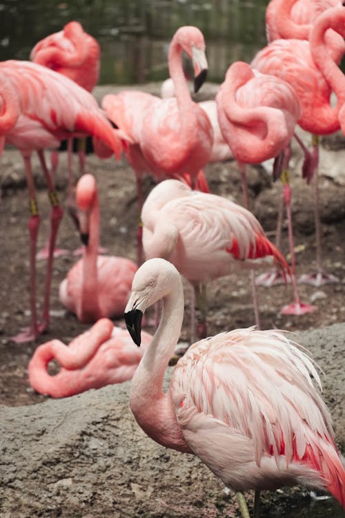 Flamingos at the Zoo