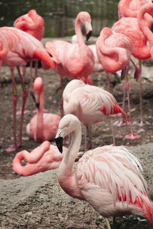 Free Close-up shot of vibrant pink flamingos standing together in their natural habitat. Stock Photo