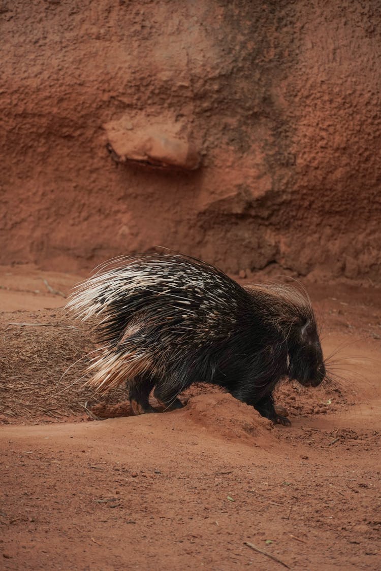 Porcupine On A Desert